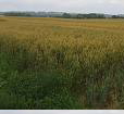 wheat field france